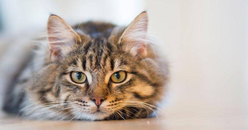 Pexels/Inge Wallumrød